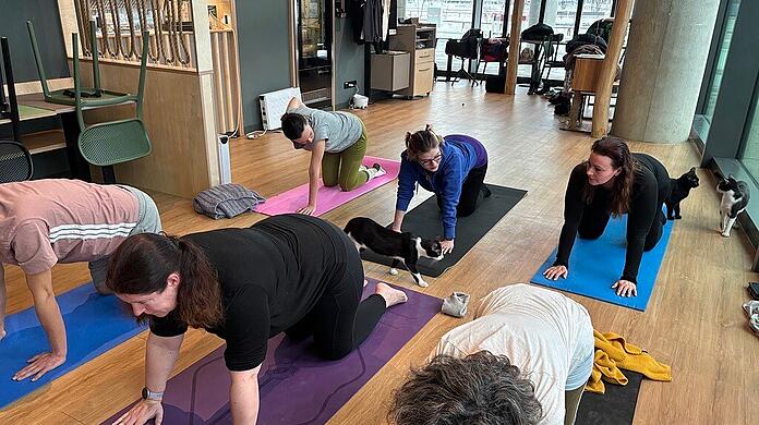 Mehr Katze beim Yoga geht nicht: Die Teilnehmer der Yogastunde sind wie Katzen auf allen vieren &ndash; und werden von den Fellnasen w&auml;hrenddessen auch noch umstreift.