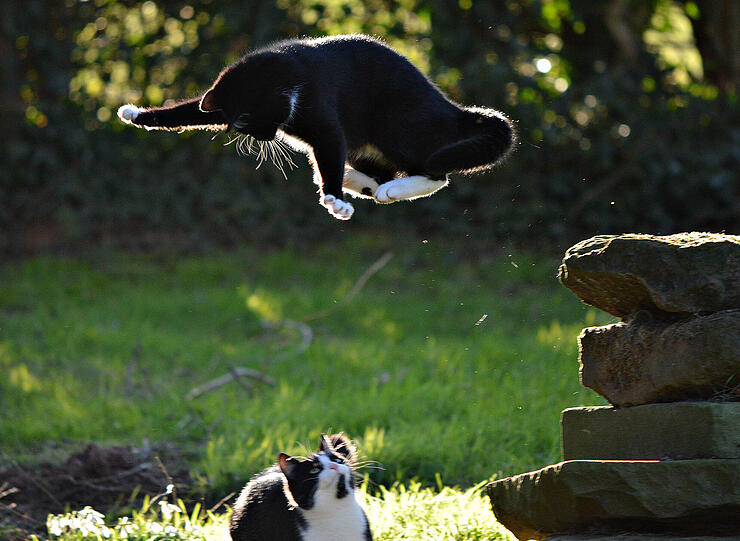 Ich bin Catman.