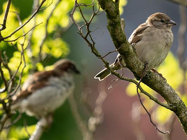 Auch Spatzen und andere Vögel können Gärtner im Herbst unterstützen