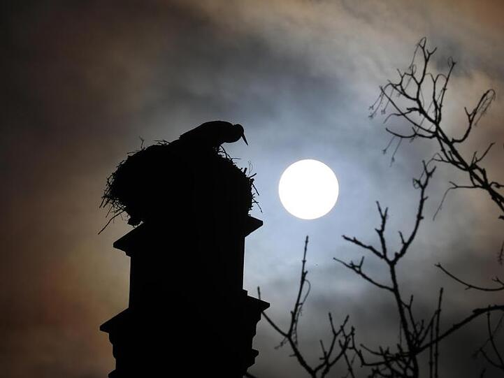 Ein Storch steht im Gegenlicht der Sonne auf dem Rathausdach in seinem Nest. Foto: Karl-Josef Hildenbrand/dpa