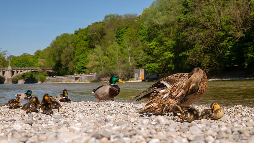 Eine Entenfamilie ruht sich auf einer Kiesbank inmitten der Isar aus.