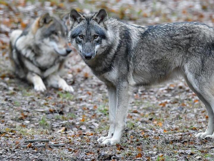 Wölfe in einem Gehege des Wildparks Schorfheide. Die Tiere werden in Deutschland langsam wieder heimisch.