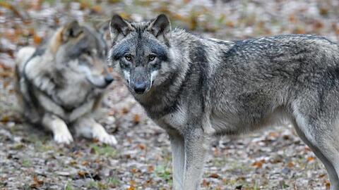 Wölfe in einem Gehege des Wildparks Schorfheide. Die Tiere werden in Deutschland langsam wieder heimisch.