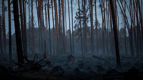 Seit Mittwoch sind Feuerwehren und andere Einsatzkräfte auf der Saalfelder Höhe ununterbrochen im Einsatz.