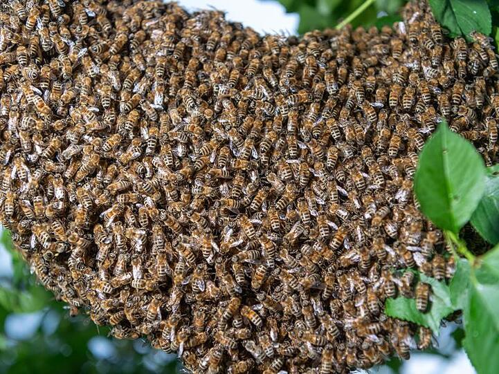 Ein Bienenschwarm ist an einem Kirschbaum in einem Kleingarten zu sehen. Foto: Robert Michael/dpa-Zentralbild/dpa/Symbolbild