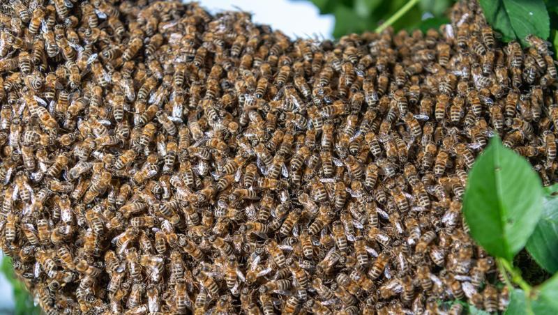 Ein Bienenschwarm ist an einem Kirschbaum in einem Kleingarten zu sehen. Foto: Robert Michael/dpa-Zentralbild/dpa/Symbolbild Ein Bienenschwarm ist an einem Kirschbaum in einem Kleingarten zu sehen. Foto: Robert Michael/dpa-Zentralbild/dpa/Symbolbild