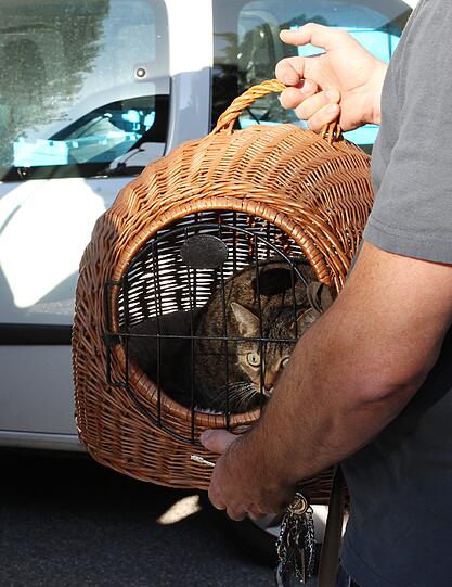 Auch diese Katze aus der Haimhauserstraße kann nicht bleiben. Aber ihr Körbchen darf mit.