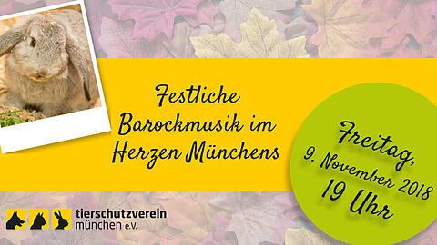Am 9. November findet das alljährliche Benefizkonzert des Tierheims statt.
