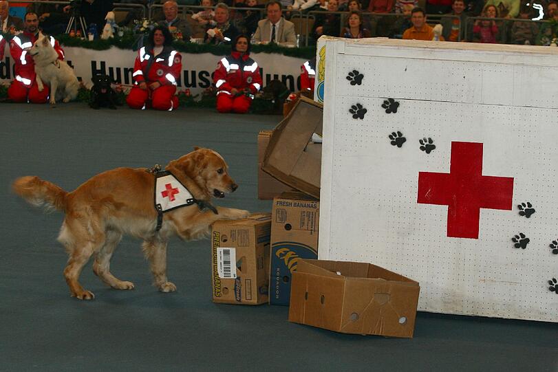 Die Rettungshunde vom Roten Kreuz zeigen am Sonntag, 31.März, und Montag, 1. April, in der Olympiahalle während der Internationalen Hundeausstellung ihr Können.
