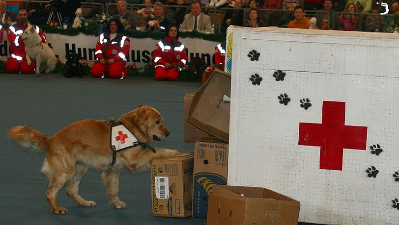 Die Rettungshunde vom Roten Kreuz zeigen am Sonntag, 31.März, und Montag, 1. April, in der Olympiahalle während der Internationalen Hundeausstellung ihr Können. Die Rettungshunde vom Roten Kreuz zeigen am Sonntag, 31.März, und Montag, 1. April, in der Olympiahalle während der Internationalen Hundeausstellung ihr Können.