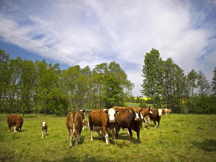 Kühe und Kälber grasen auf einer Weide in Sachsen.