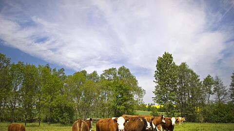 Kühe und Kälber grasen auf einer Weide in Sachsen.