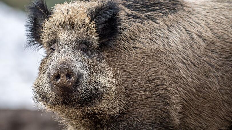 Ein Wildschwein steht auf einem Plateau im Wald und beobachtet die Umgebung. (Symbolbild)