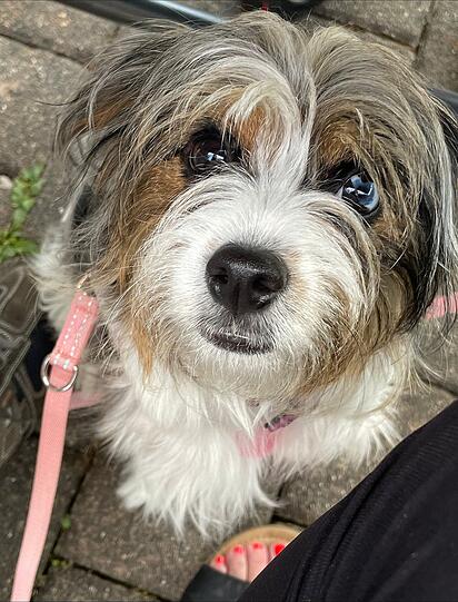 Coco