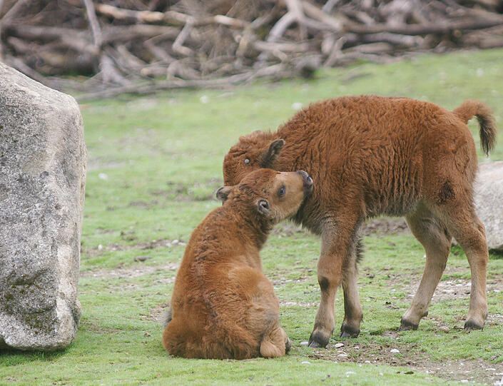 Seltener Waldbison-Nachwuchs im Tierpark Hellabrunn: So süß sind die Kälber Monsun und Marla. Die Bilder aus dem Zoo
