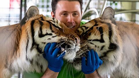 Schmusestunde: Alexander Lacey bei einem Presserundgang auf der Circus Krone Farm mit zwei Tigern in ihrem Gehege.