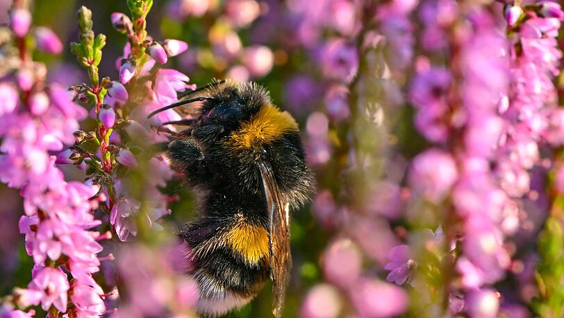 Eine Hummel sucht Nektar in der blühenden Heide auf den Trockenwiesen vor dem Dom vom Badeparadies Tropical Islands.
