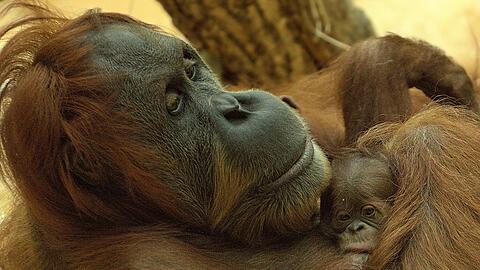 Seltene Blicke: Noch schläft der kleine Orang-Utan vor allem sehr viel und bewegt sich höchstens, um gesäugt zu werden.