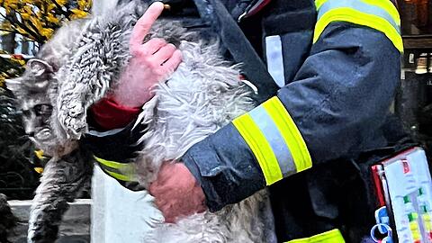 Bei einem Wohnungsbrand in der Mozartstraße rettet die Berufsfeuerwehr München eine Katze.
