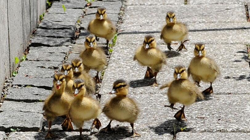 Dass Enten in München über die Straße watscheln - so was kann schon mal vorkommen.