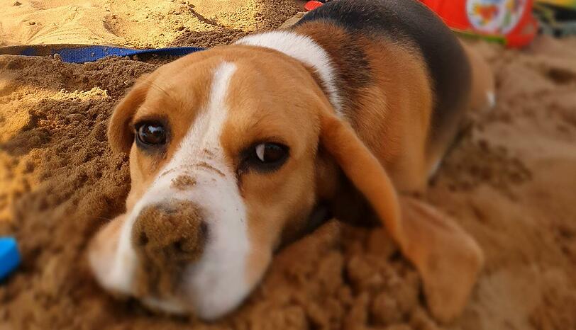 Daisy