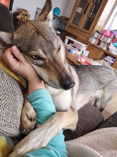 Wir sind eine Hundepflegestelle für den Tierschutz. Miawki unsere Tschechoslowakische Wolfshündin nimmt jeden Pflegehund (05/24 bis 05/25 waren es bereits 15 verschiedene Hunde), egal ob Chihuahua oder Jagdhund bei uns auf. Sie nimmt den Hunden die Angst vor Menschen oder Situationen.