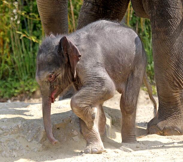Die erste Schritte im Freien: Der Baby-Elefant im Außengehege.