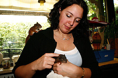 Sabine Gallenberger füttert ein Hörnchen mit Pipette.