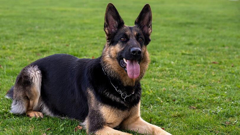 Weniger folgsam: Ein aggressiver Hund hat einen 65-Jährigen schwer an der Hand verletzt. (Symbolfoto) Weniger folgsam: Ein aggressiver Hund hat einen 65-Jährigen schwer an der Hand verletzt. (Symbolfoto)