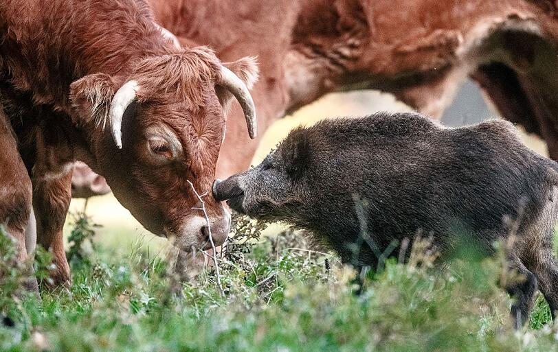 Das Wildschwein hat sich kurzerhand der Kuhherde angeschlossen.