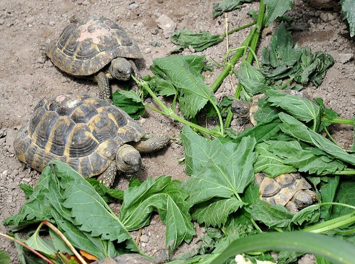 Die ersten Landschildkröten sind schon eingezogen. Die übrigen werden im Sommer folgen, wenn die Bauarbeiten in Gewächshaus Nummer zwei beendet sind.