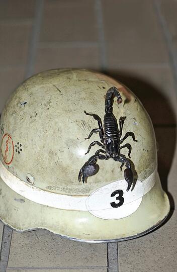 Gotthardstraße: Ein afrikanischer Riesenskorpion auf einem Feuerwehrhelm.