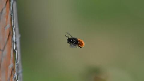 Eine Wildbiene fliegt in der Luft. Foto: Arne Dedert/dpa/Symbolbild