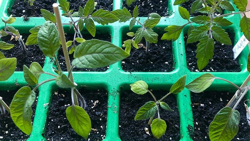 Die Tomaten-Jungpflanzen. Die Tomaten-Jungpflanzen.