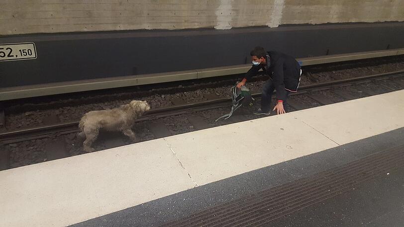 Showdown am Gleis: Ein Zamplerl soll aus dem Gleis gerettet werden, damit die U-Bahn weiterfahren kann.