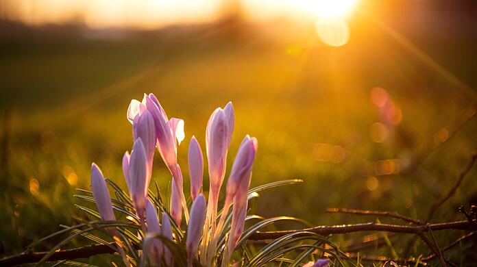 Krokusse stehen im Morgenlicht auf einer Wiese. Sie gehören zu den Frühblühern.