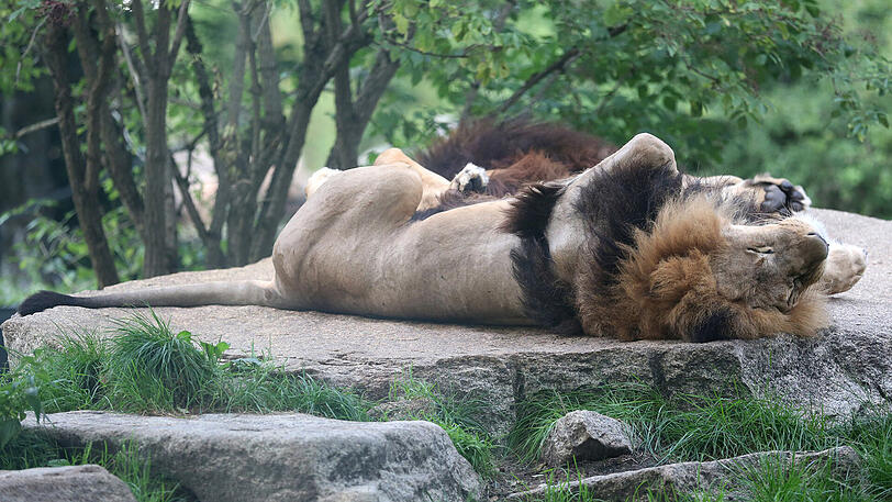 Weitere Bilder vom Foto-Spaziergang durch den Tierpark Hellabrunn am Donnerstagabend.