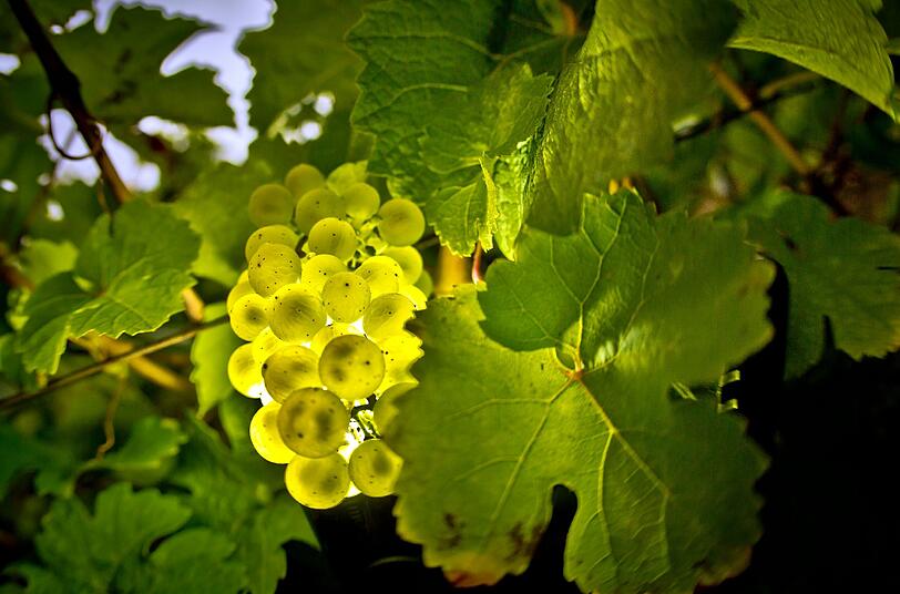 Seit 2009 nimmt die Größe der Weißwein-Anbaufläche den Angaben nach jedes Jahr minimal zu, entsprechend geht die mit roten Rebsorten zurück.