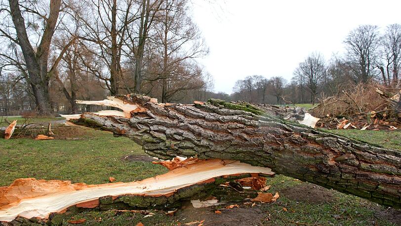 Auf der Führung des BUND Naturschutz können die Münchner die Natur im Englischen Garten erkunden. Auf der Führung des BUND Naturschutz können die Münchner die Natur im Englischen Garten erkunden.