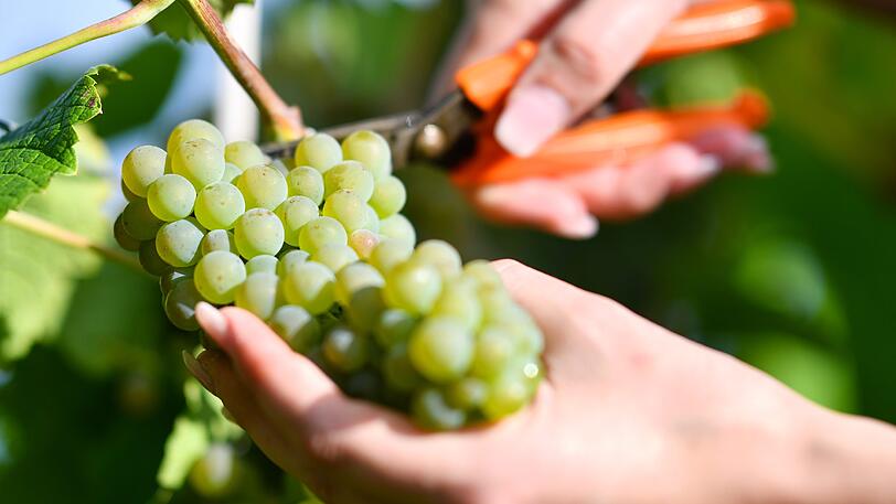 In vielen Regionen ist die Weinlese schon zu Ende.