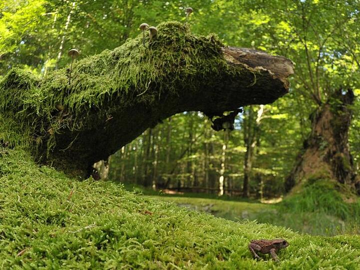 Eine Kröte sitzt auf einer umgestürzten und mit Moos bewachsenen Buche. Foto: David-Wolfgang Ebener/Archivbild