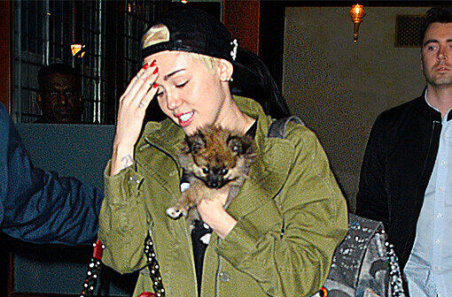 Miley Cyrus fühlt sich noch nicht bereit für einen neuen Hund.