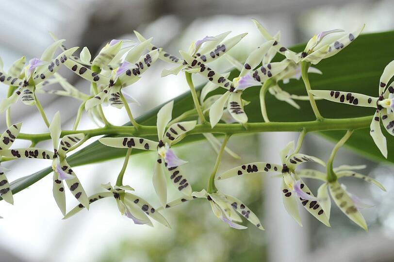 Im Botanischn Garten blüht es derzeit überall, am Pfingstwochenede gibt es außerdem reichlich Programm.