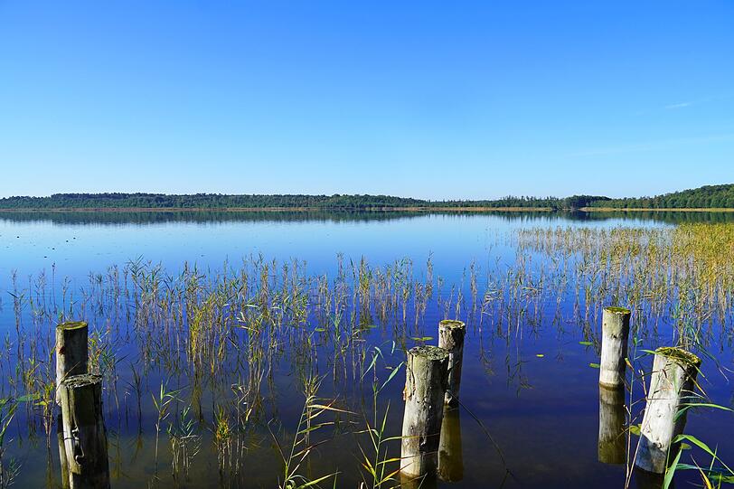 Der Müritz-Nationalpark ist inzwischen kein Geheimtipp mehr, aber noch immer eine der ruhigeren Urlaubsoptionen in Deutschland. Obwohl hier ein gut erschlossenes Rad- und (Wasser-)Wanderwegenetz wartet, ist von "Übertourismus" keine Spur. Der Nationalpark besteht aus zwei getrennten Arealen und ist ein echtes Naturparadies. Auch Vogelbeobachter kommen in dem wasserreichen Gebiet auf ihre Kosten. Der Müritz-Nationalpark ist inzwischen kein Geheimtipp mehr, aber noch immer eine der ruhigeren Urlaubsoptionen in Deutschland. Obwohl hier ein gut erschlossenes Rad- und (Wasser-)Wanderwegenetz wartet, ist von "Übertourismus" keine Spur. Der Nationalpark besteht aus zwei getrennten Arealen und ist ein echtes Naturparadies. Auch Vogelbeobachter kommen in dem wasserreichen Gebiet auf ihre Kosten.