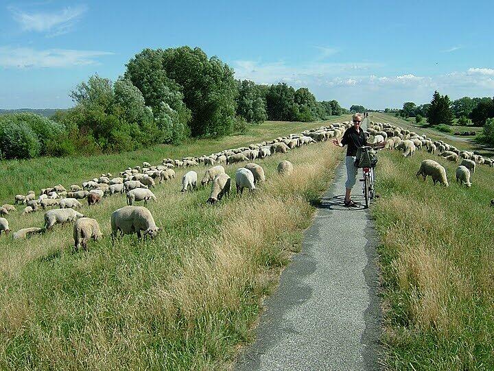 Mit dem Fahrrad lässt sich die Idylle der Elbinsel Krautsand richtig genießen.