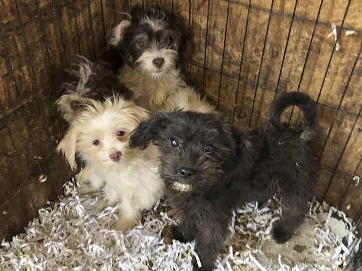 Einige der Hunde, die aus einem Heim in Burlington County gerettet wurden.
