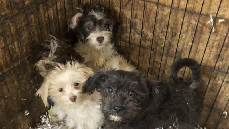 Einige der Hunde, die aus einem Heim in Burlington County gerettet wurden.