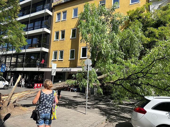 Am Dienstagmorgen ist ein großer Baum auf die Feilitzschstraße gefallen.