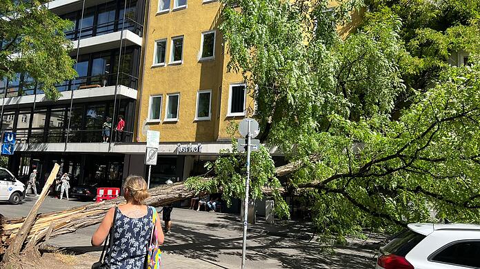 Am Dienstagmorgen ist ein großer Baum auf die Feilitzschstraße gefallen.