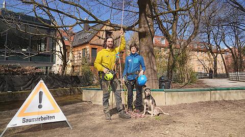 Seil, Gurt, japanische Handsäge, Gurtsicherung, Warnschild, die richtige Kleidung, Karabiner, Schlingen, Umlenkungen: Baumpfleger kommen mit ziemlich viel Equipment, wie das Profi-Paar Bekka und Patrick Rist. Hund Wilma ist auch oft dabei.